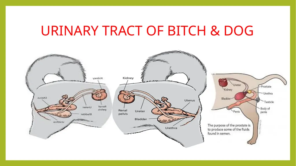 VETERINARY ANATOMY-UNIT-6 TOPIC- URINARAY - slide 18 of 20