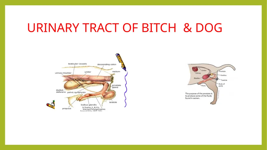 VETERINARY ANATOMY-UNIT-6 TOPIC- URINARAY - slide 19 of 20