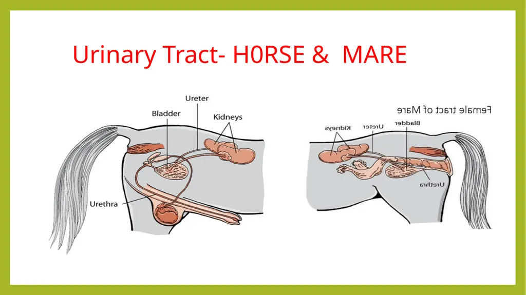VETERINARY ANATOMY-UNIT-6 TOPIC- URINARAY - slide 17 of 20