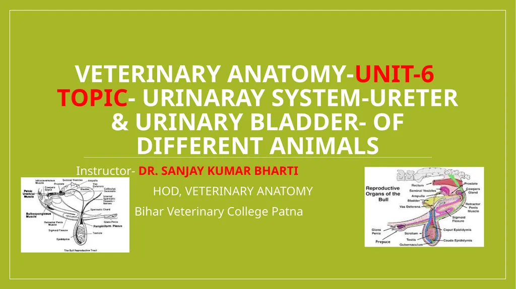VETERINARY ANATOMY-UNIT-6 TOPIC- URINARAY - slide 1 of 20