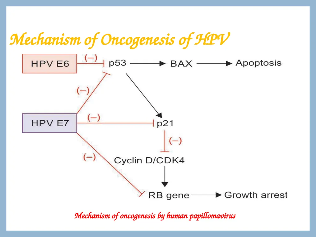 ONCOGENIC VIRUSES DR. PRIYANKA CHATURVEDI - slide 43 of 51
