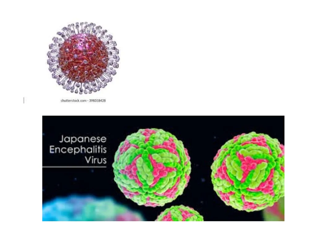 Viral Encepalitis BSc.3 Viral encephalitis is - slide 6 of 17