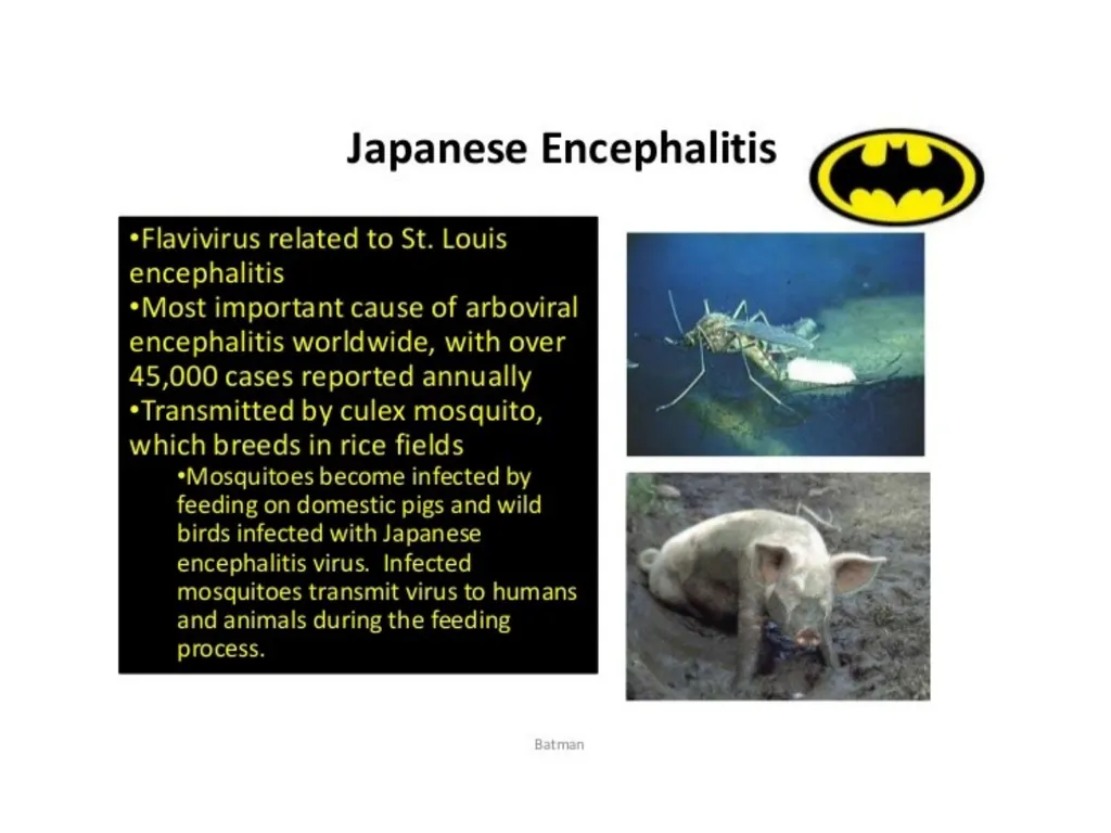 Viral Encepalitis BSc.3 Viral encephalitis is - slide 7 of 17