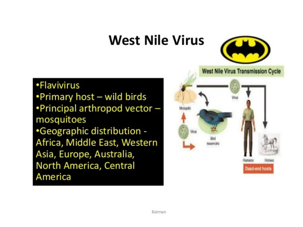 Viral Encepalitis BSc.3 Viral encephalitis is - slide 8 of 17