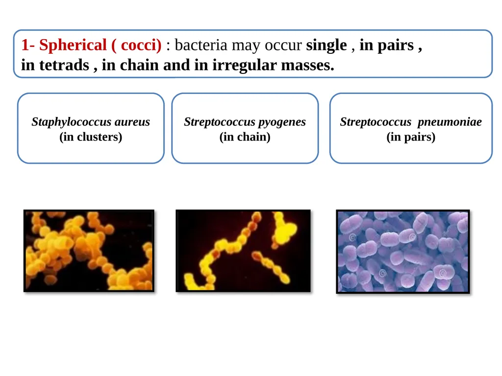 Medical Microbiology Lab. 2 Bacterial Morphology - slide 4 of 13