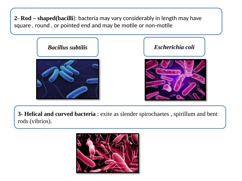 Medical Microbiology Lab. 2 Bacterial Morphology - slide 5 of 13