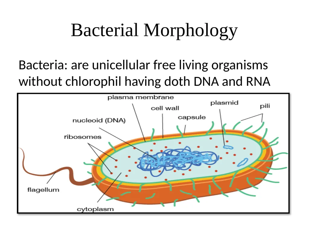 Medical Microbiology Lab. 2 Bacterial Morphology - slide 2 of 13