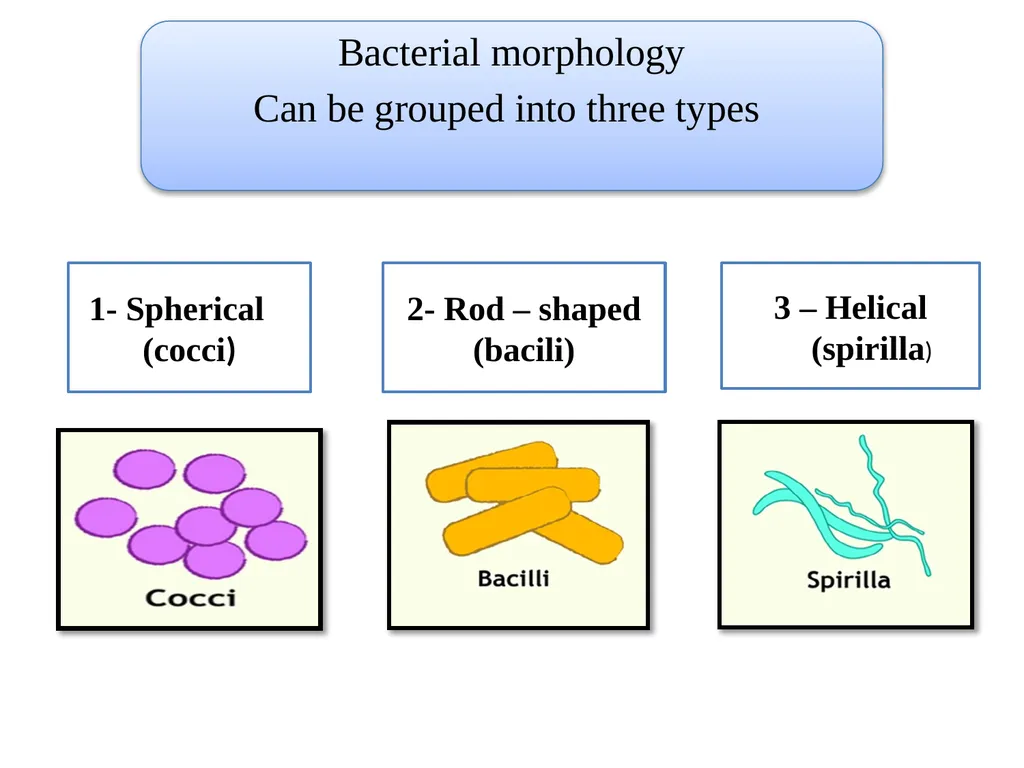 Medical Microbiology Lab. 2 Bacterial Morphology - slide 3 of 13