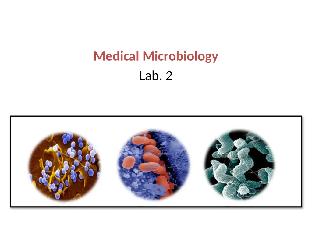 Medical Microbiology Lab. 2 Bacterial Morphology - slide 1 of 13
