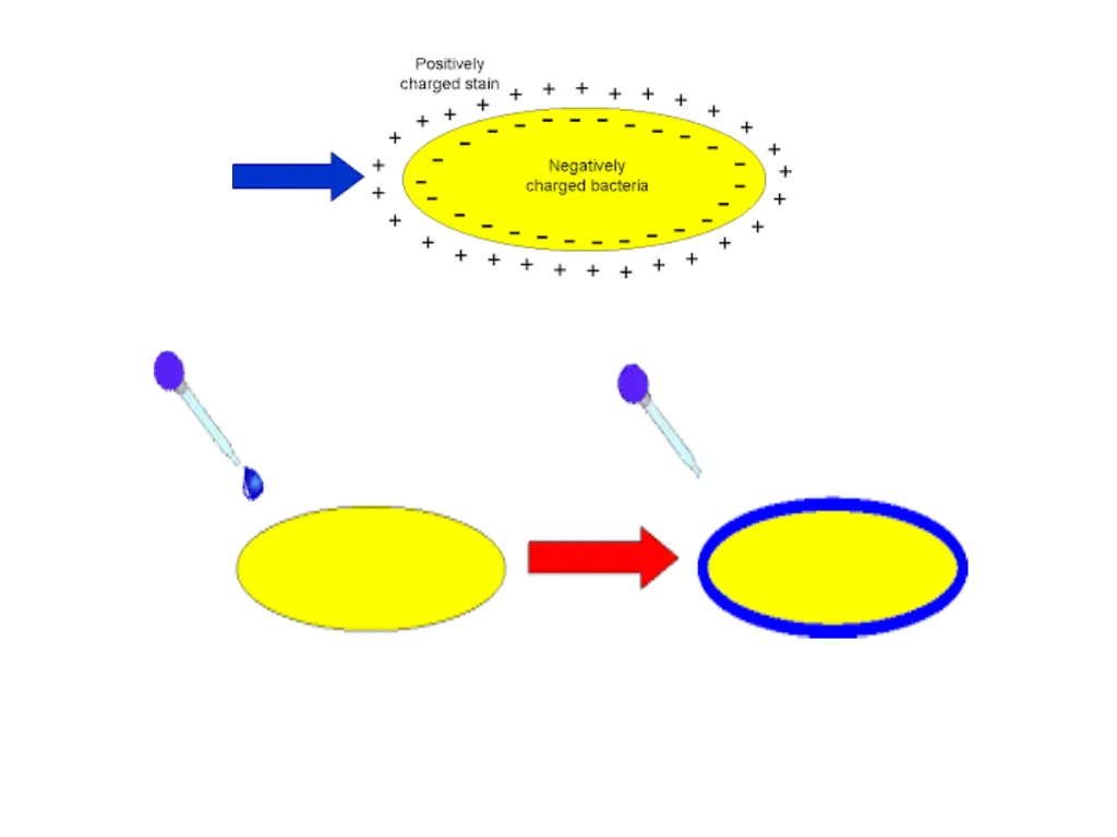 Medical Microbiology Lab. 2 Bacterial Morphology - slide 12 of 13