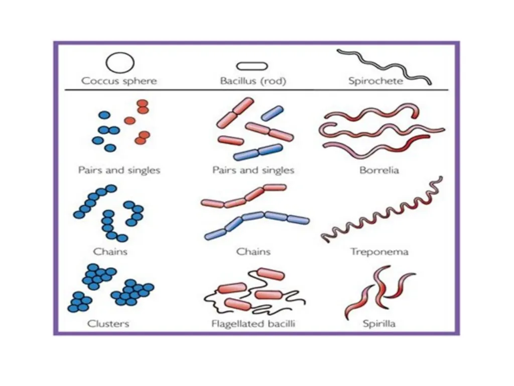Medical Microbiology Lab. 2 Bacterial Morphology - slide 6 of 13