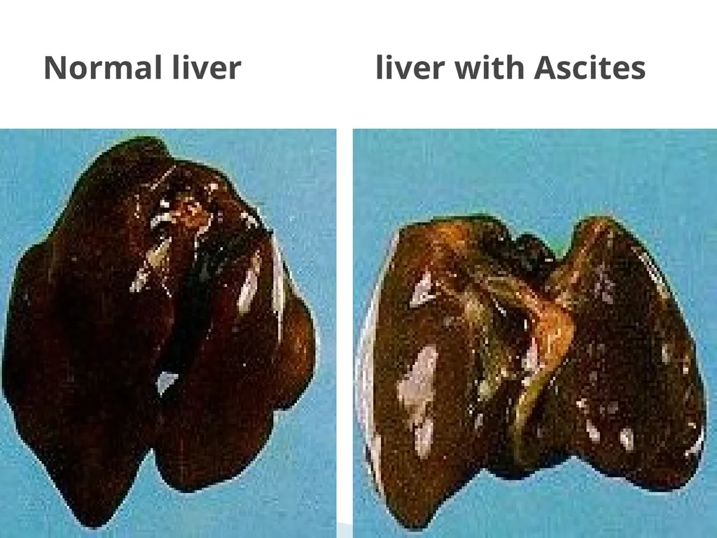 poultry diseases 1 (xpkkoju) fourth stage - slide 13 of 16