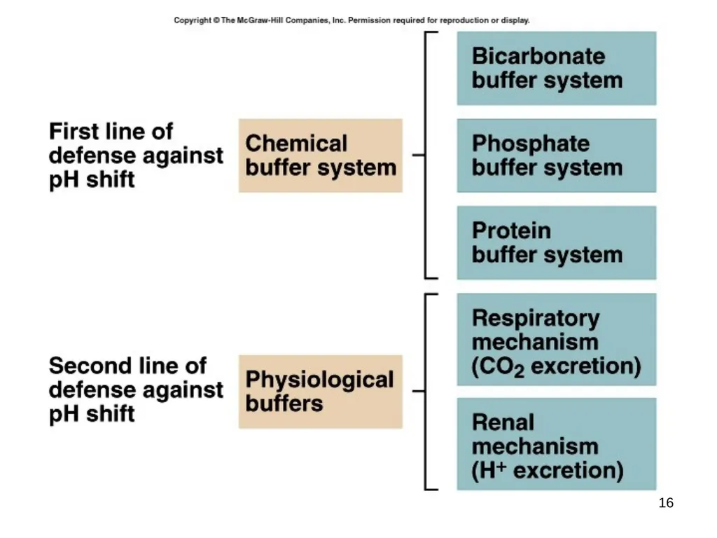 1 Acid and Base Balance and Imbalance 2 pH Review - slide 16 of 31