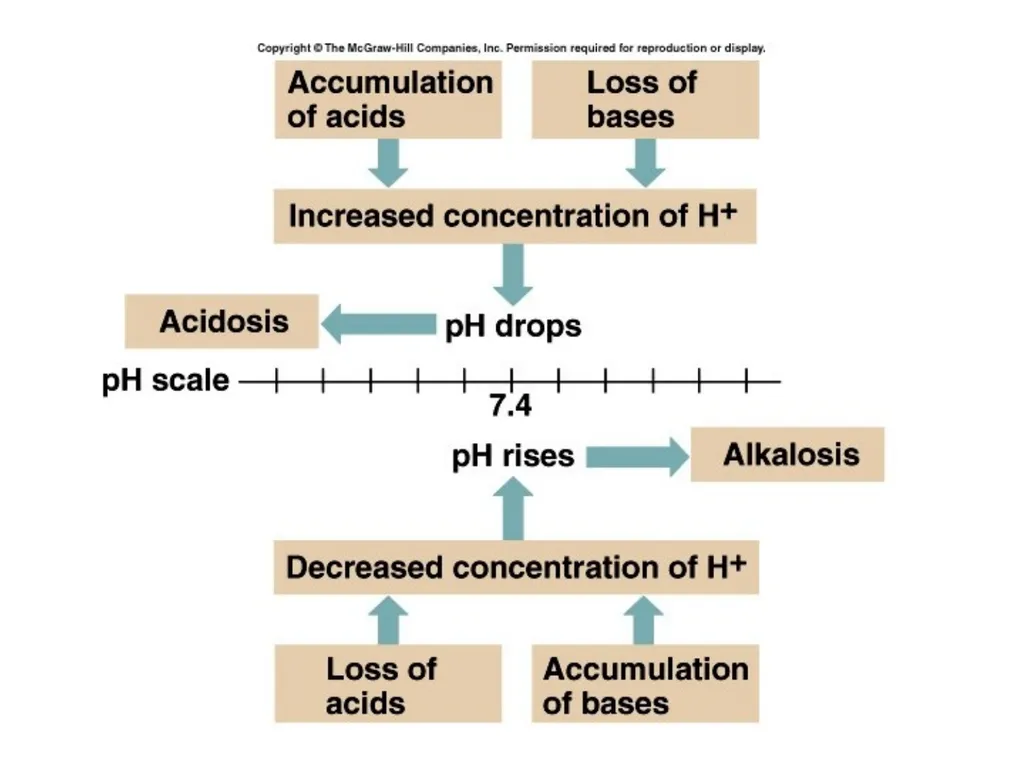 1 Acid and Base Balance and Imbalance 2 pH Review - slide 19 of 31