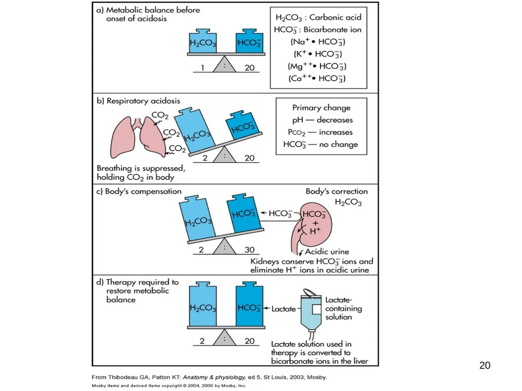 1 Acid and Base Balance and Imbalance 2 pH Review - slide 20 of 31