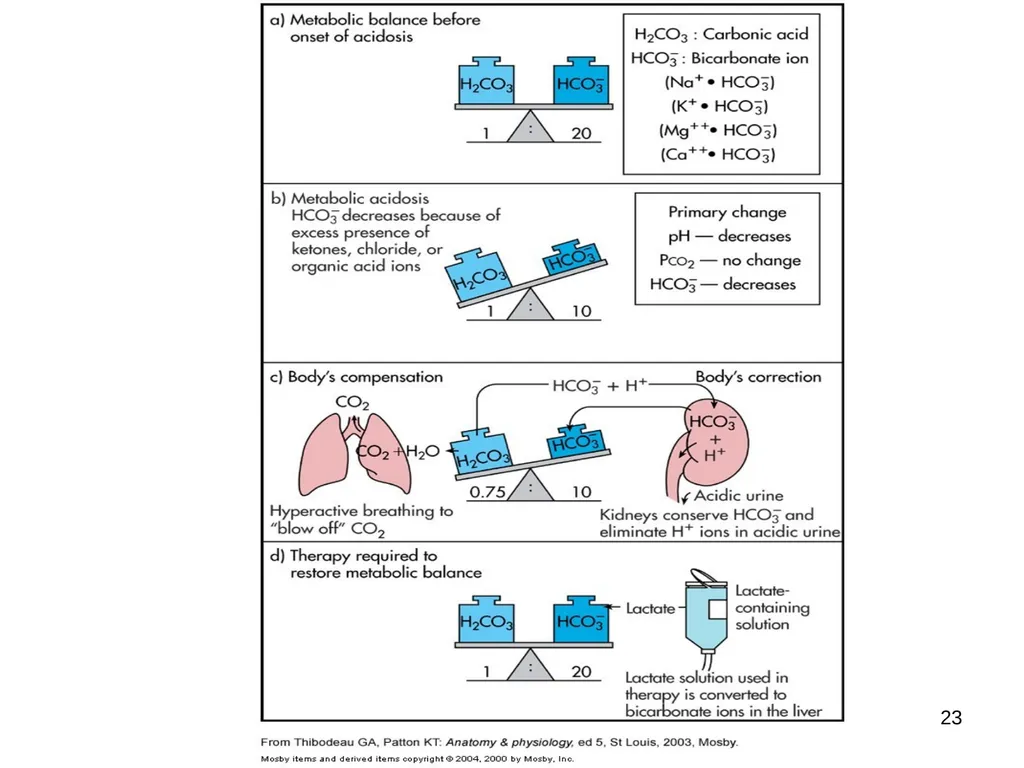 1 Acid and Base Balance and Imbalance 2 pH Review - slide 23 of 31