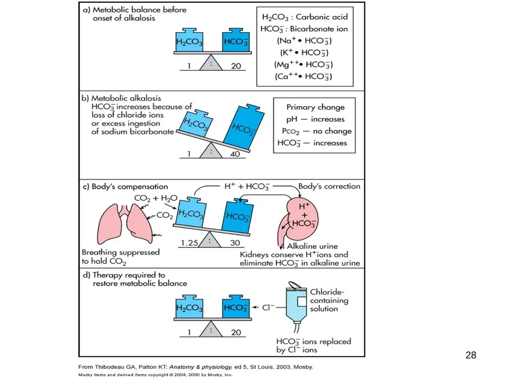 1 Acid and Base Balance and Imbalance 2 pH Review - slide 28 of 31