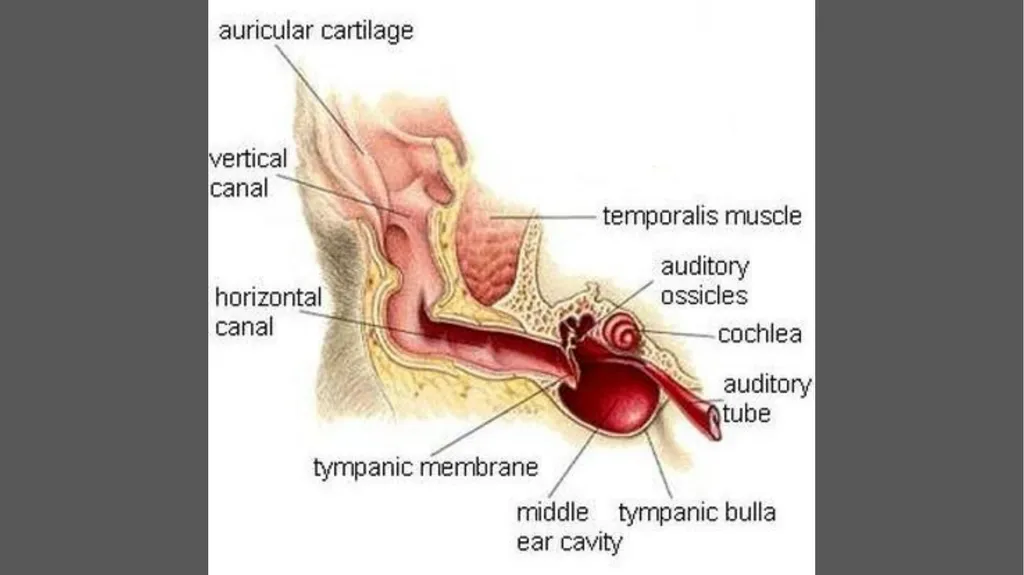 Lateral ear canal resection (Zepp’s - slide 2 of 6