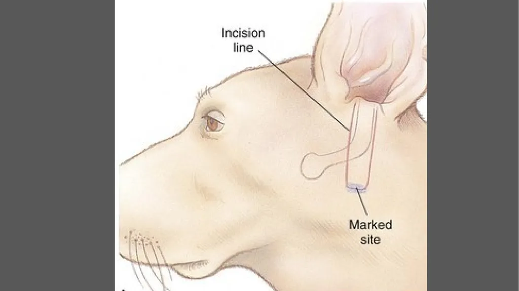 Lateral ear canal resection (Zepp’s - slide 3 of 6