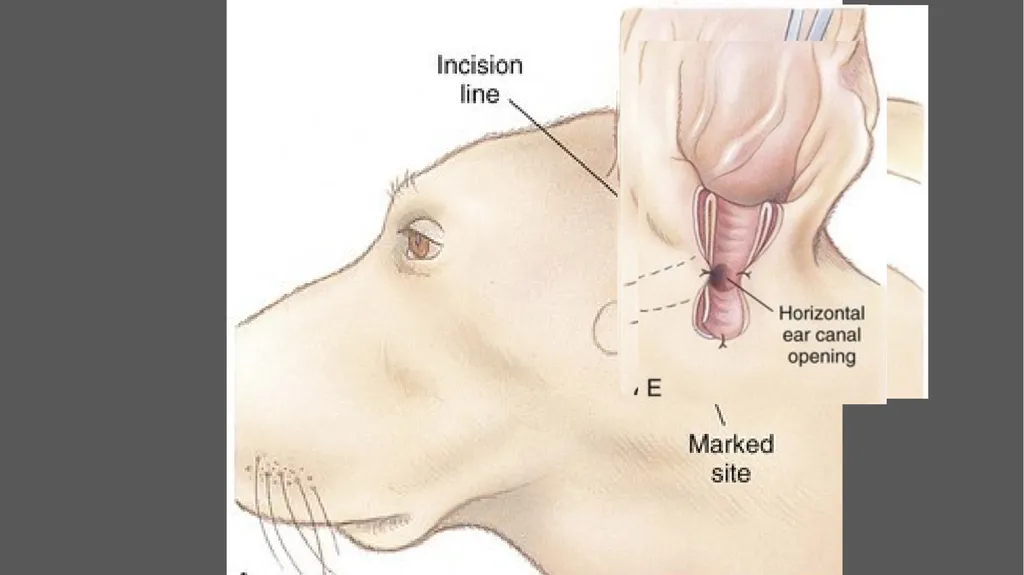 Lateral ear canal resection (Zepp’s - slide 5 of 6