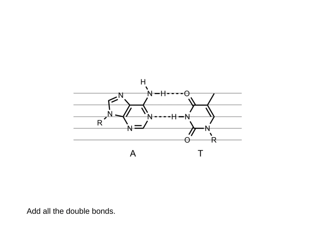 How to draw a base pair (with ChemDraw) - slide 24 of 44