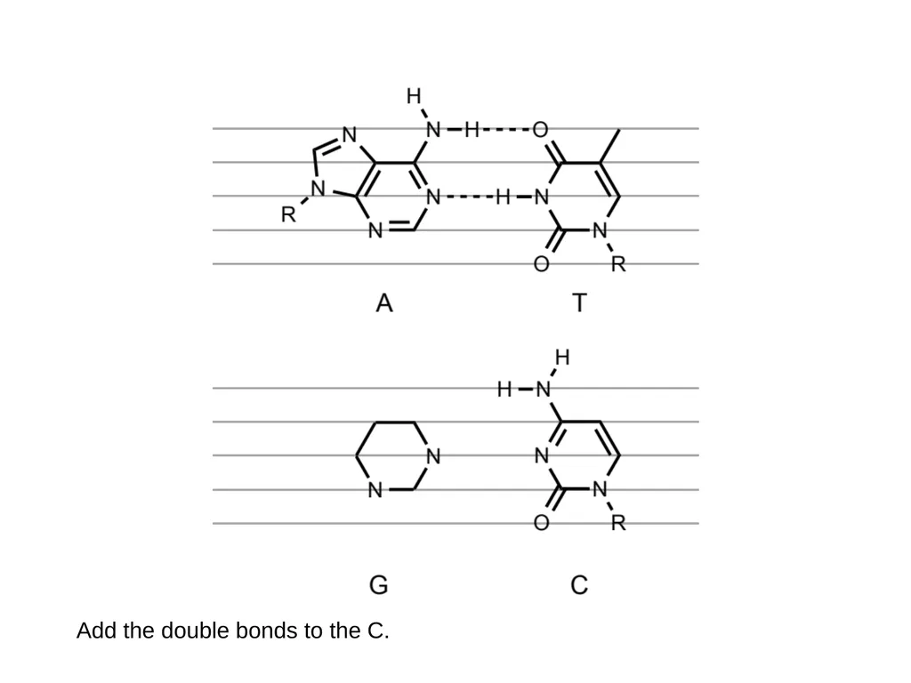 How to draw a base pair (with ChemDraw) - slide 33 of 44