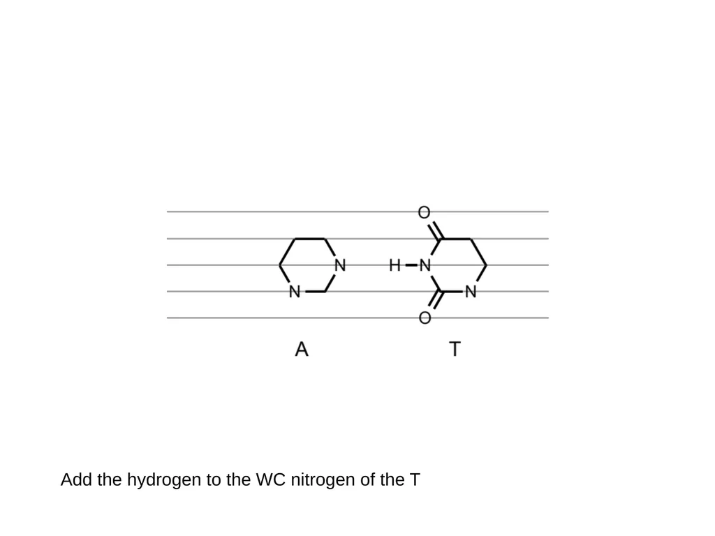 How to draw a base pair (with ChemDraw) - slide 16 of 44