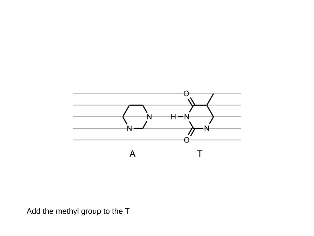 How to draw a base pair (with ChemDraw) - slide 17 of 44