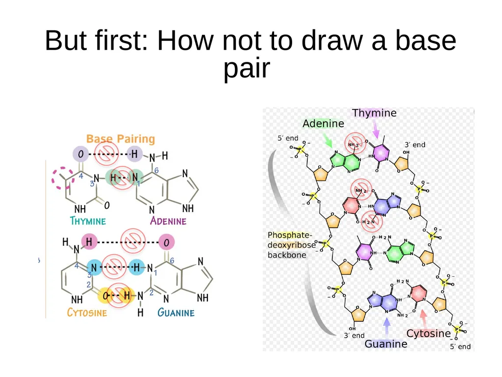 How to draw a base pair (with ChemDraw) - slide 2 of 44