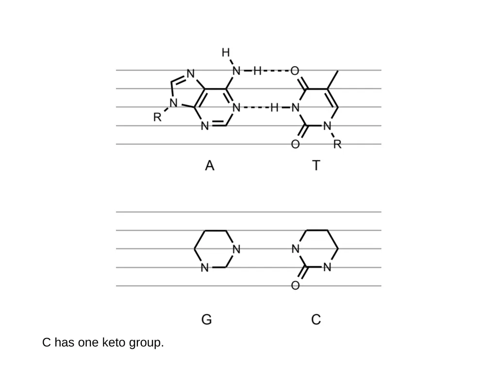 How to draw a base pair (with ChemDraw) - slide 30 of 44