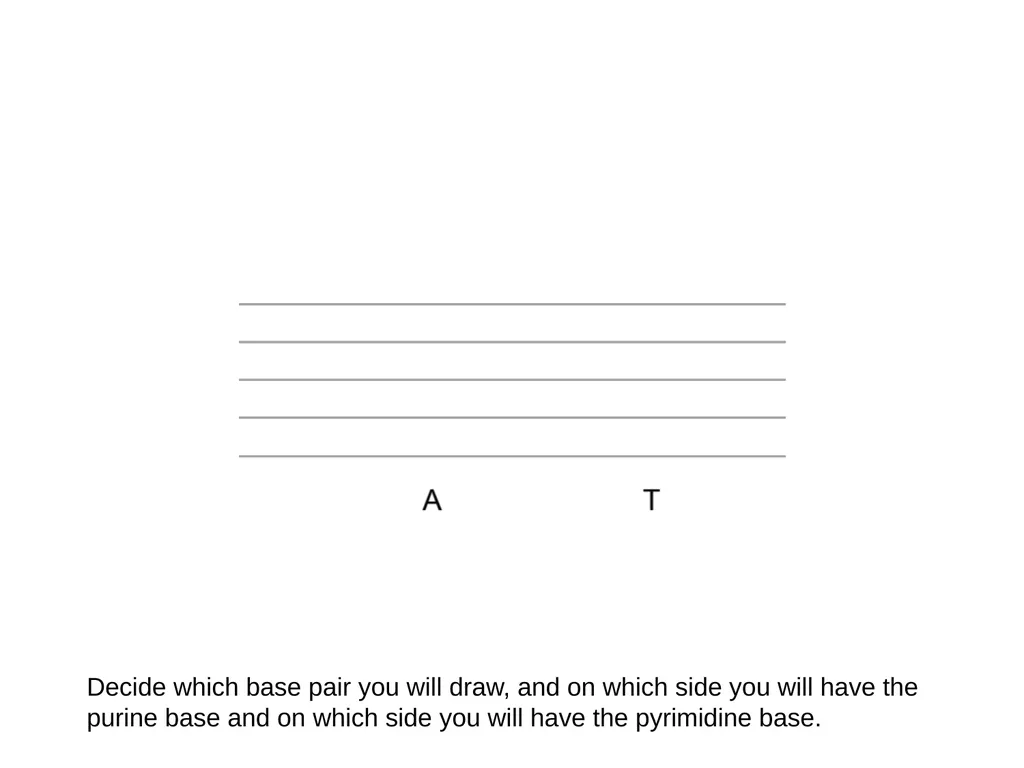 How to draw a base pair (with ChemDraw) - slide 7 of 44