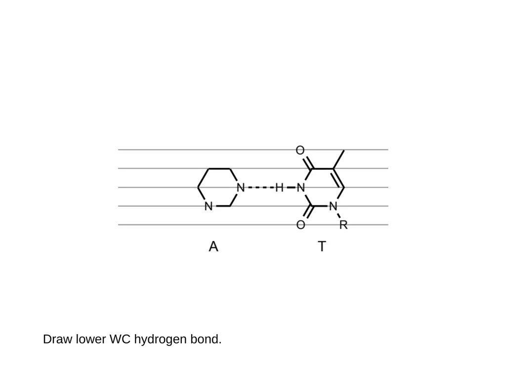 How to draw a base pair (with ChemDraw) - slide 20 of 44