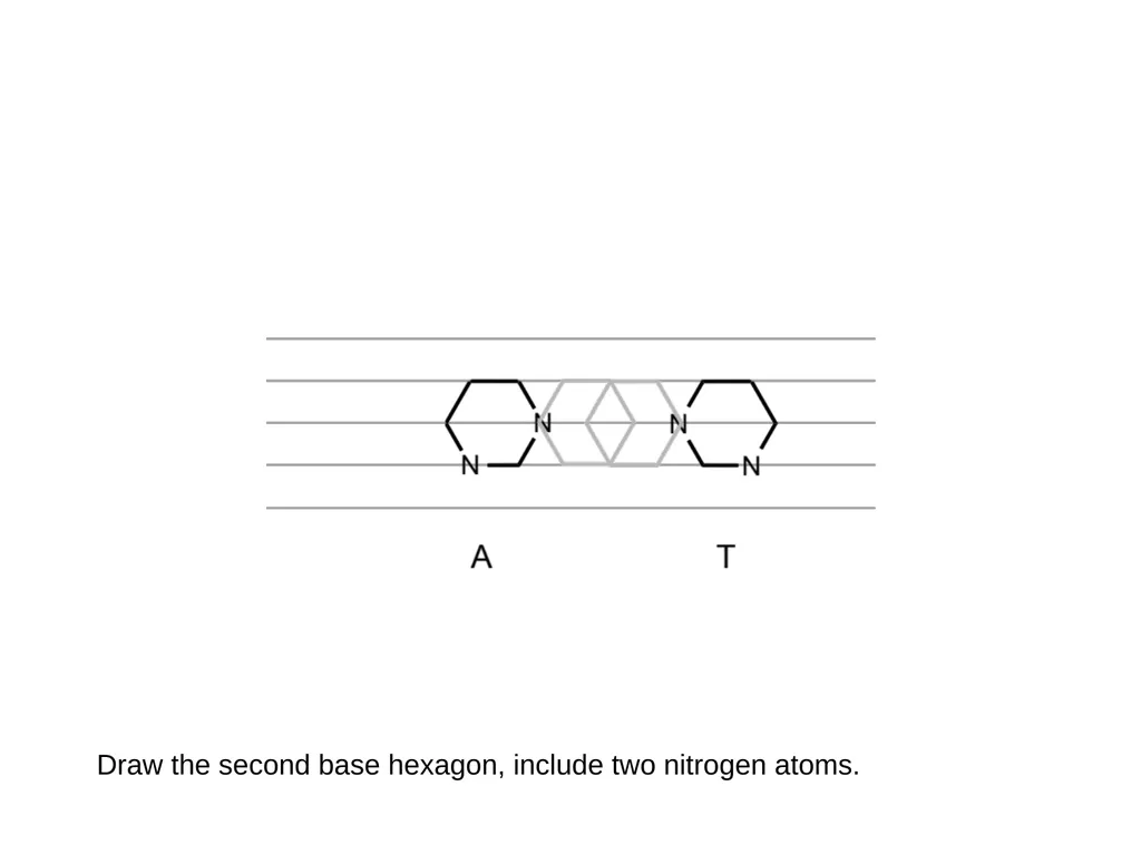 How to draw a base pair (with ChemDraw) - slide 12 of 44