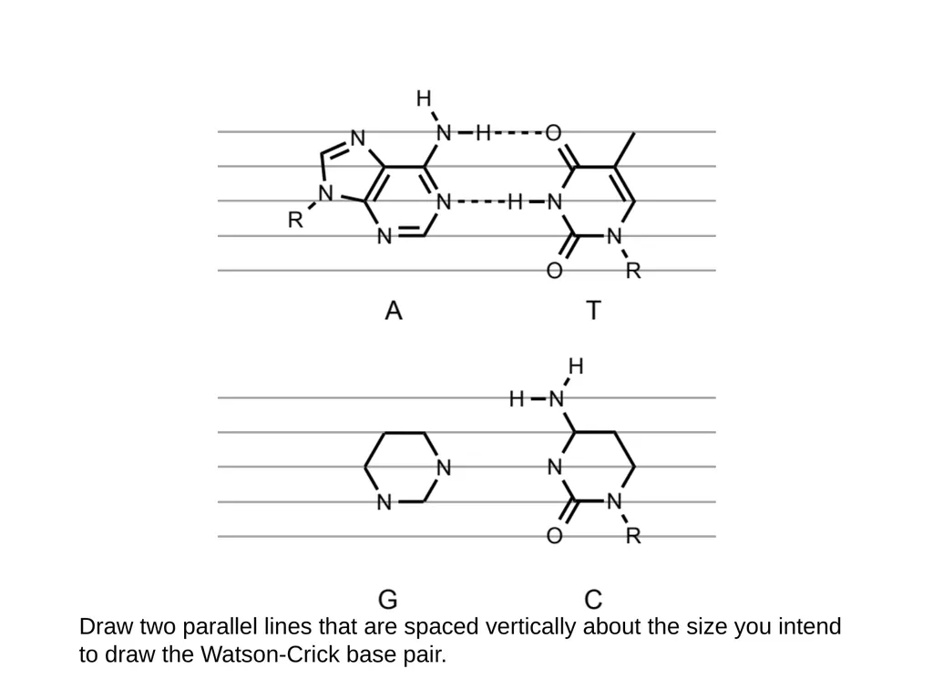 How to draw a base pair (with ChemDraw) - slide 32 of 44