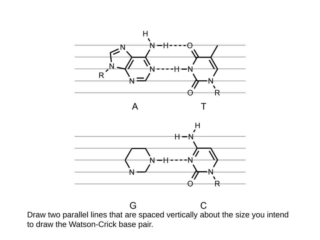 How to draw a base pair (with ChemDraw) - slide 34 of 44