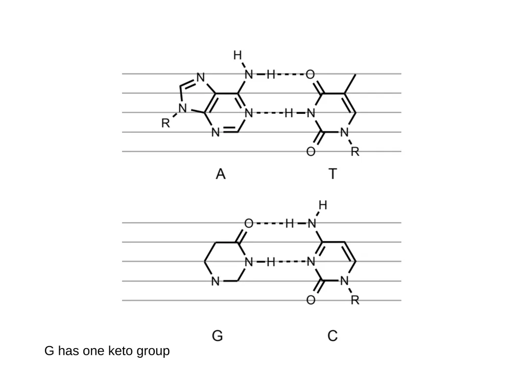How to draw a base pair (with ChemDraw) - slide 35 of 44