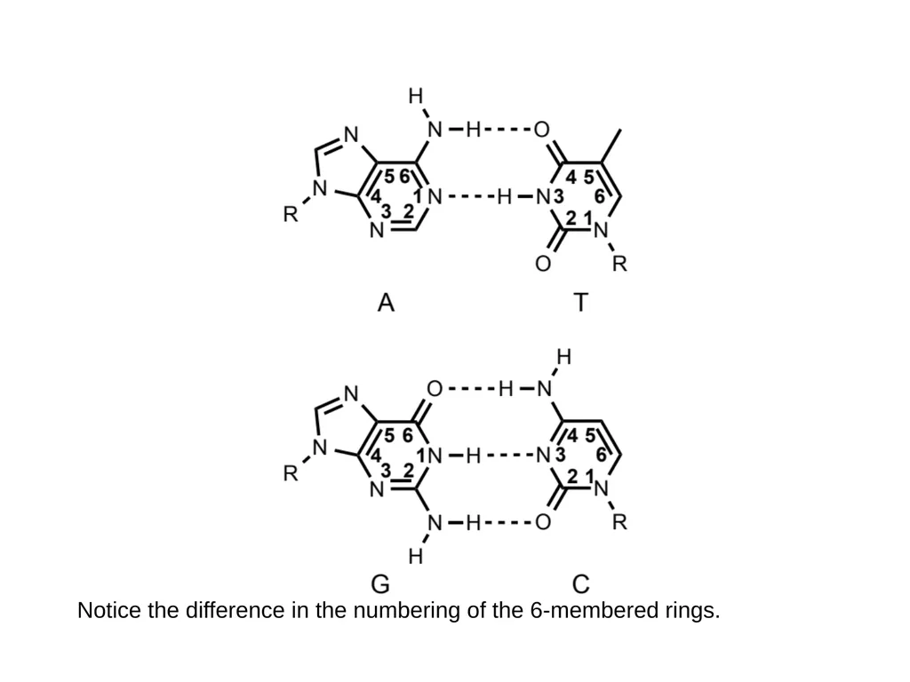 How to draw a base pair (with ChemDraw) - slide 42 of 44