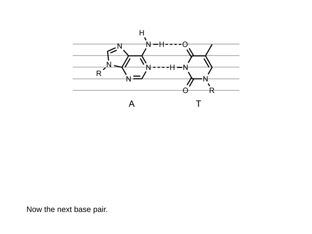 How to draw a base pair (with ChemDraw) - slide 25 of 44