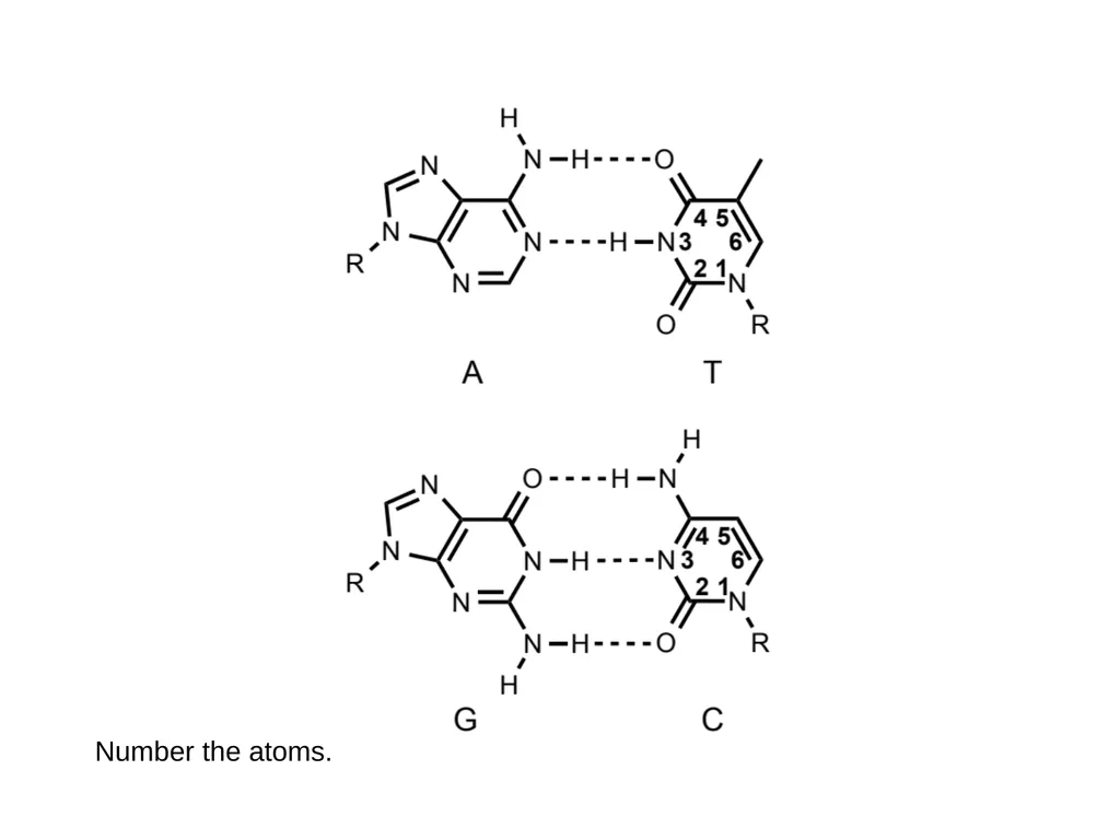 How to draw a base pair (with ChemDraw) - slide 41 of 44