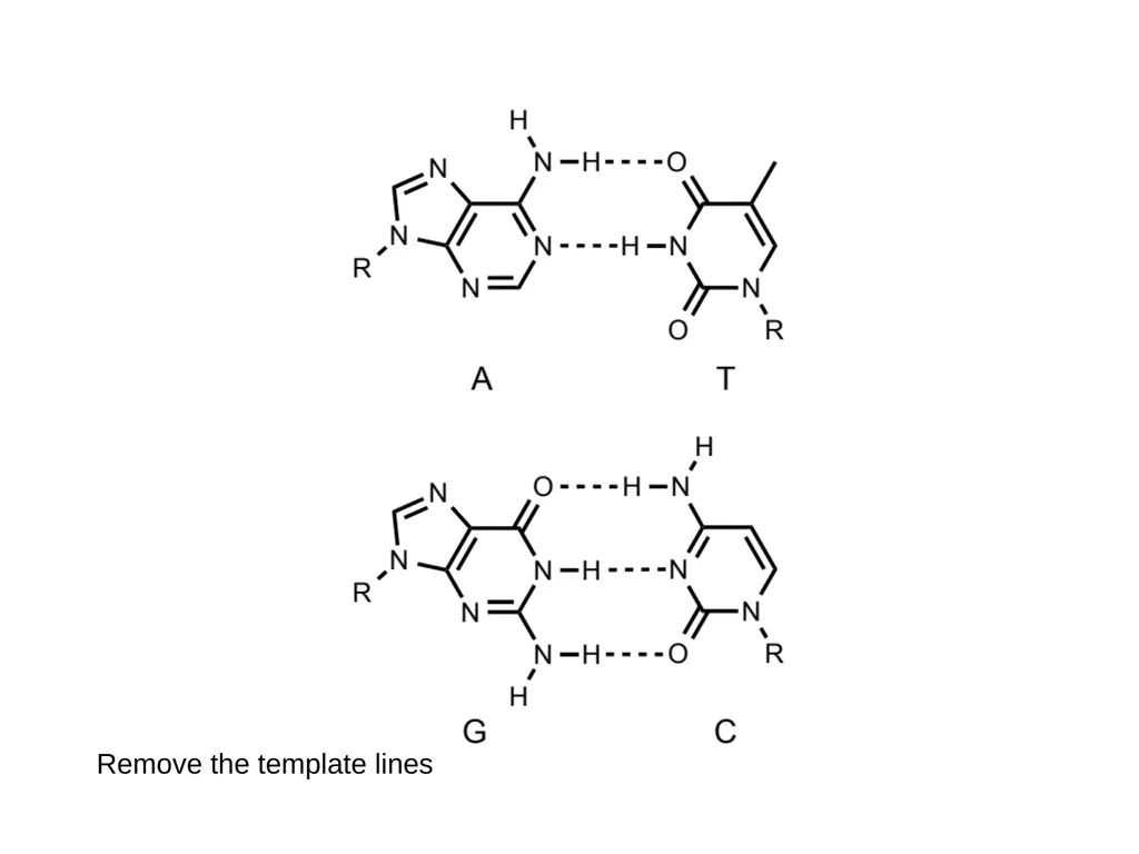 How to draw a base pair (with ChemDraw) - slide 40 of 44