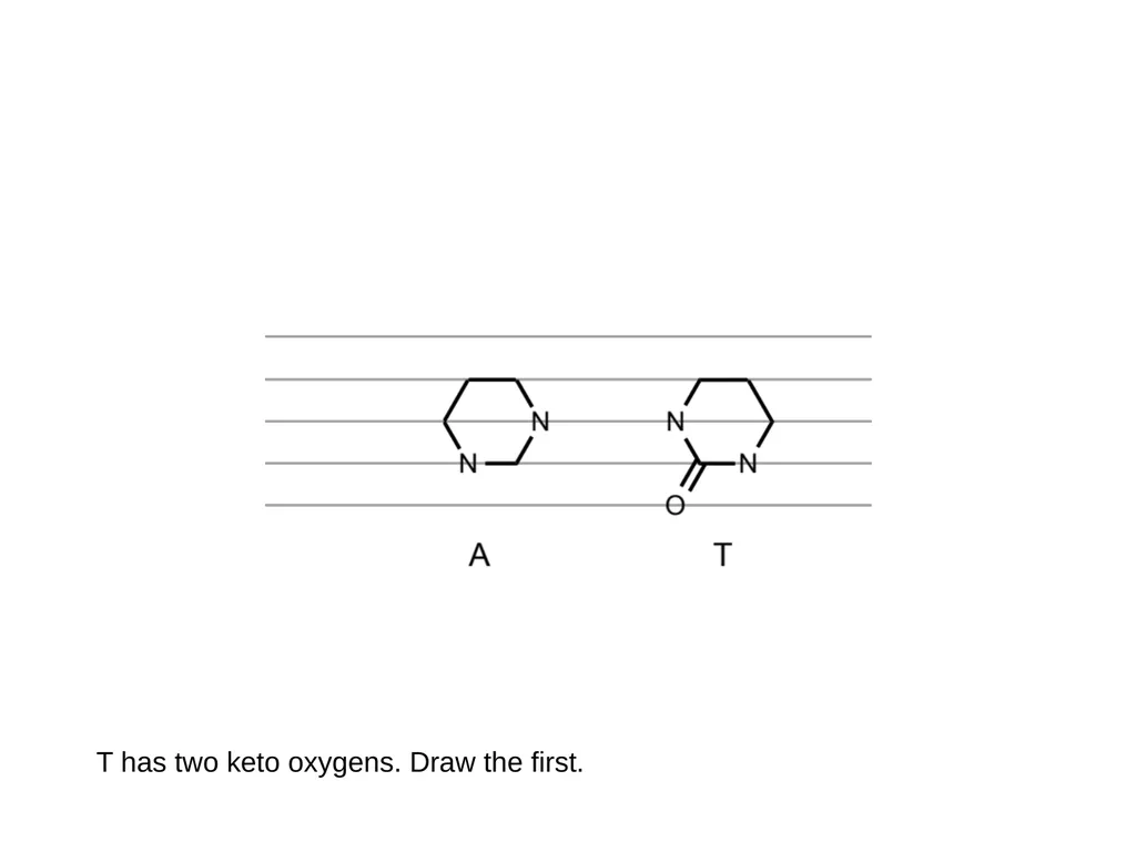 How to draw a base pair (with ChemDraw) - slide 14 of 44