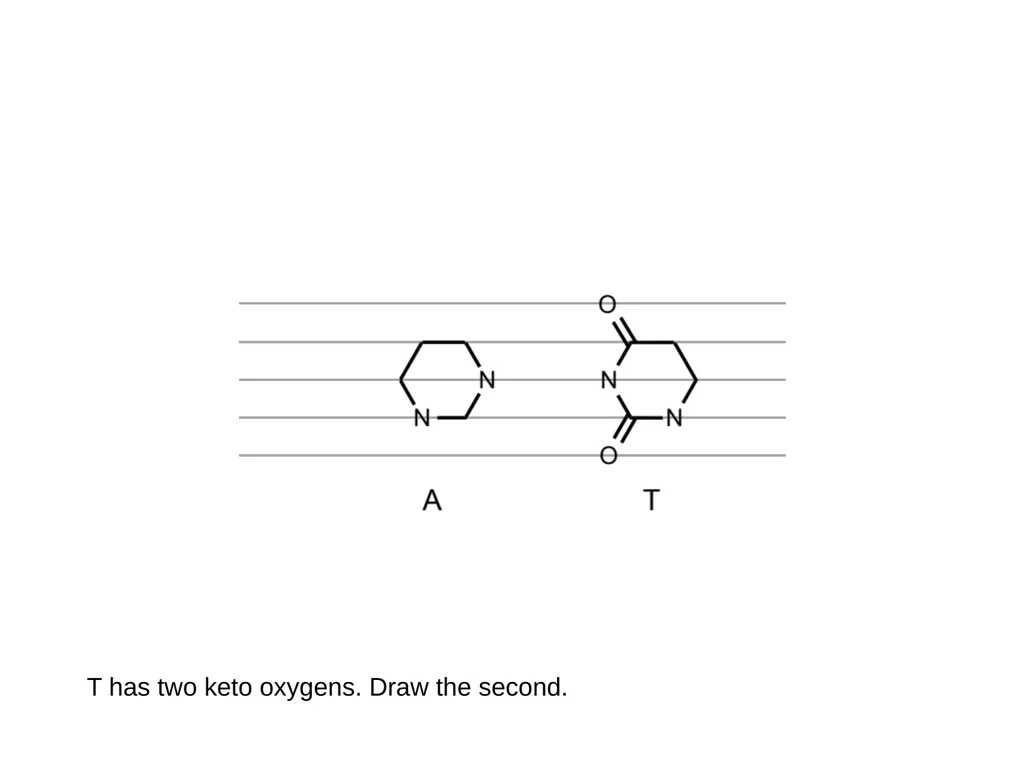 How to draw a base pair (with ChemDraw) - slide 15 of 44
