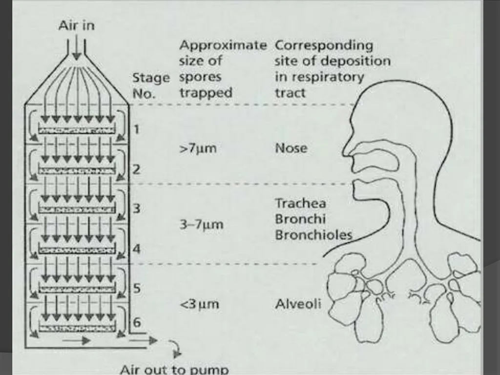 Microbial analysis of air There are two methods of - slide 8 of 19