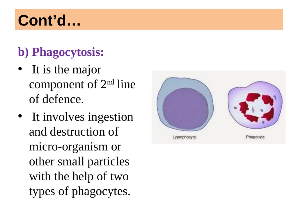 BODY DEFENSES Introduction: Every human being has - slide 11 of 27