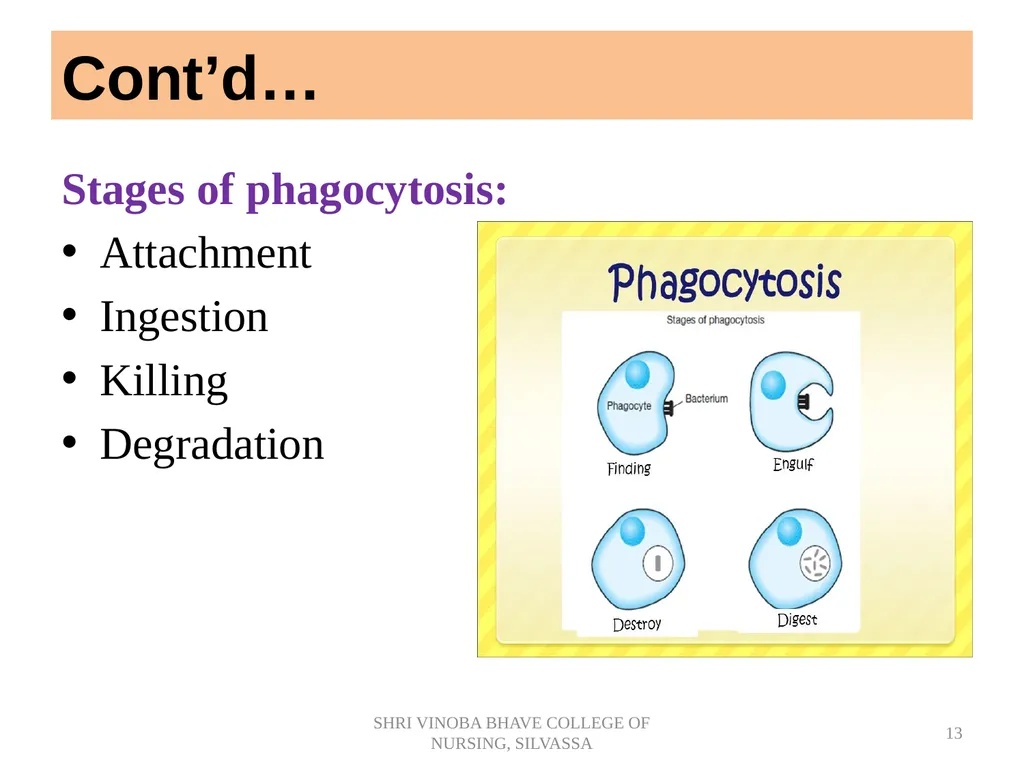 BODY DEFENSES Introduction: Every human being has - slide 13 of 27