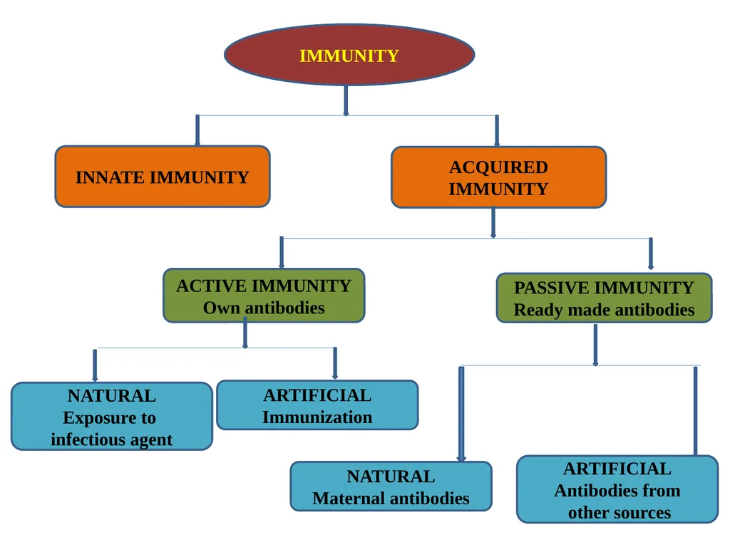 BODY DEFENSES Introduction: Every human being has - slide 22 of 27