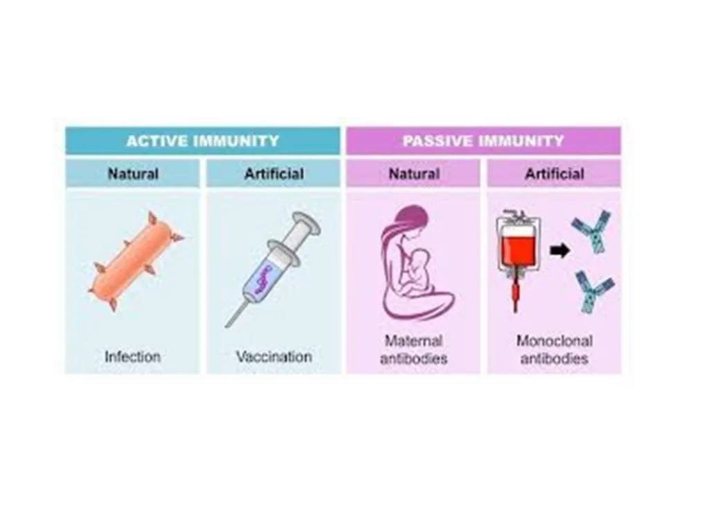 BODY DEFENSES Introduction: Every human being has - slide 23 of 27