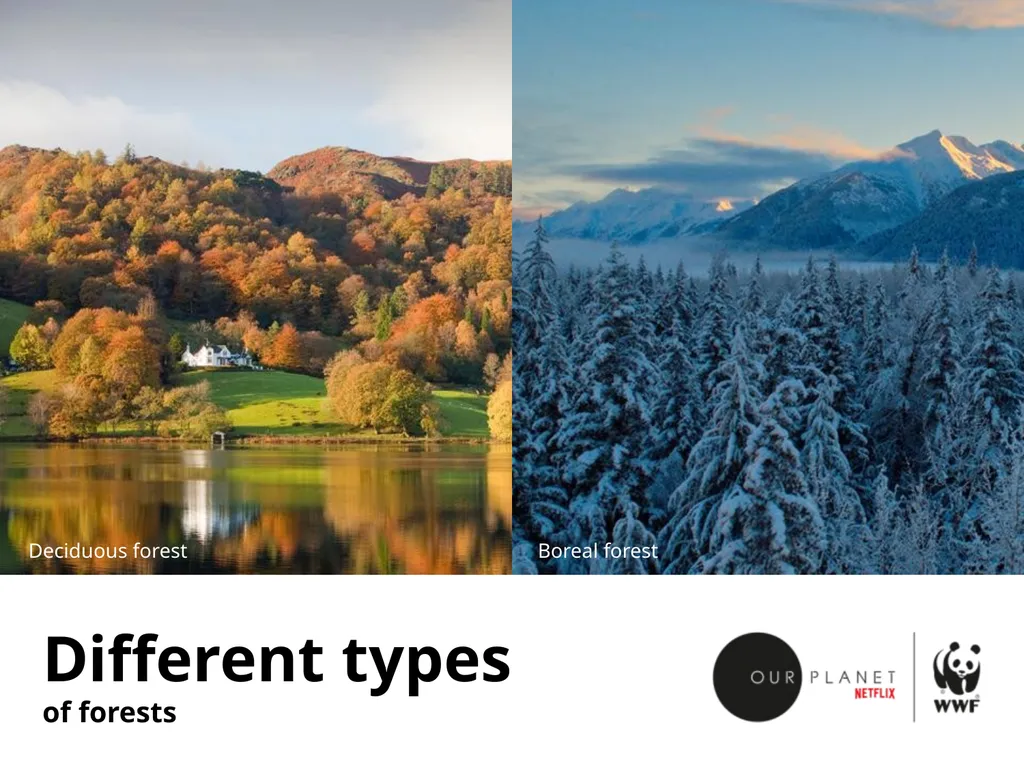 Our forests Boreal forest Boreal forest Boreal - slide 4 of 11