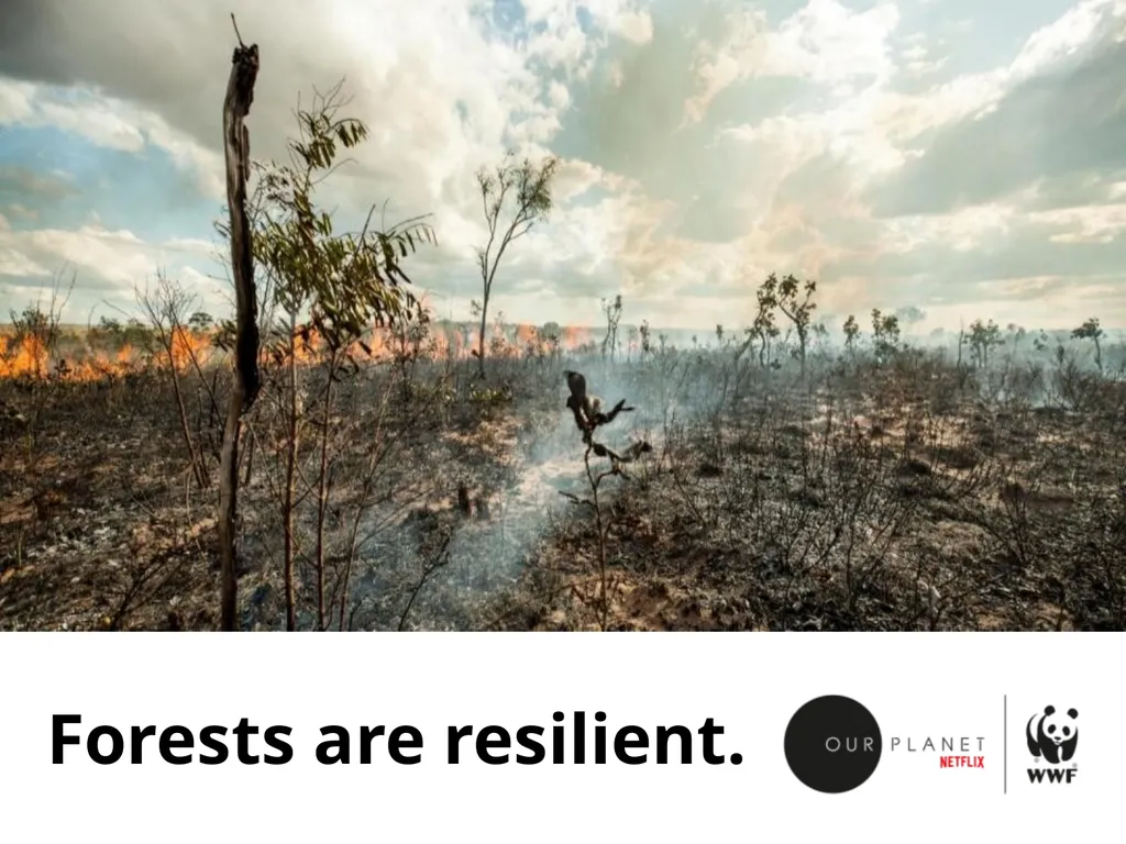 Our forests Boreal forest Boreal forest Boreal - slide 9 of 11