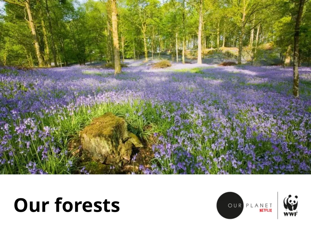Our forests Boreal forest Boreal forest Boreal